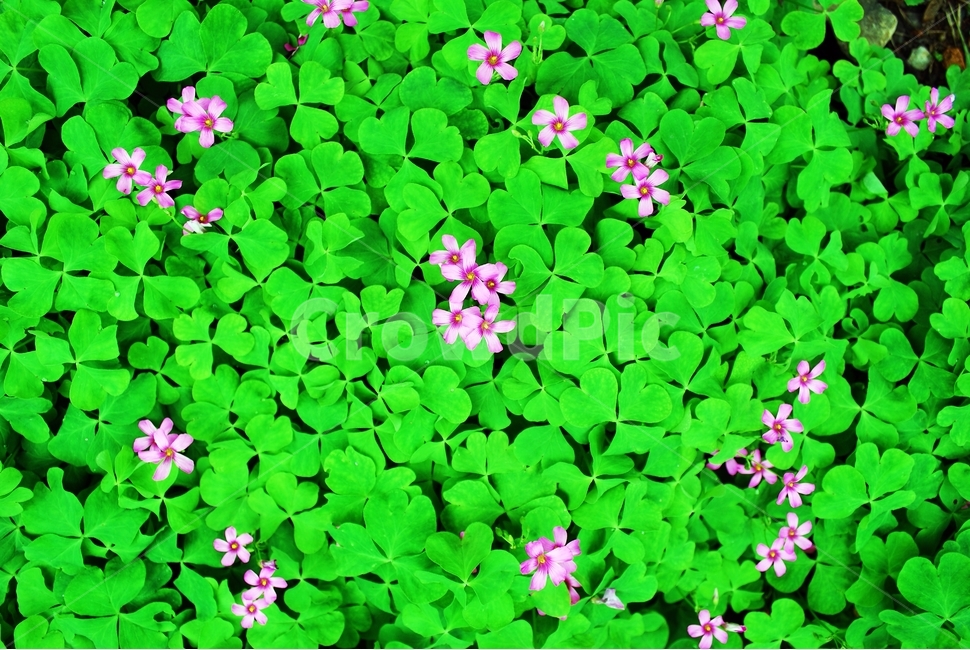 사랑초,식물,꽃,가을꽃,잡초,괭이밥,식물,자연,plants,nature,꽃,flower