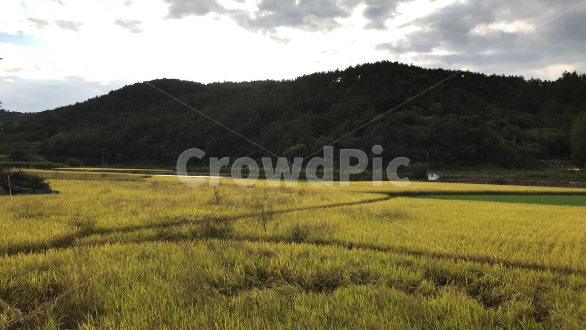 field,들,grassland,목초지,outdoors,옥외,nature,자연,countryside,한지방,농촌,논밭,산,자연,풍경,nature,landscape