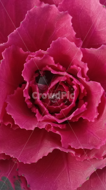 plant,식물,flower,꽃,확대,접사,closeup,배경,바텅,배경화면,background,red,wine,color,식물,자연,plants,nature,꽃,flower