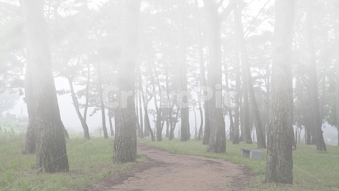자연,풍경,식물,나무,소나무,소나무숲,숲,동산,소나무동산,안개,아침,풀밭,잔디밭,풀,남평,드들강,드들강유원지,강변,둔치,나주시,계절,여름