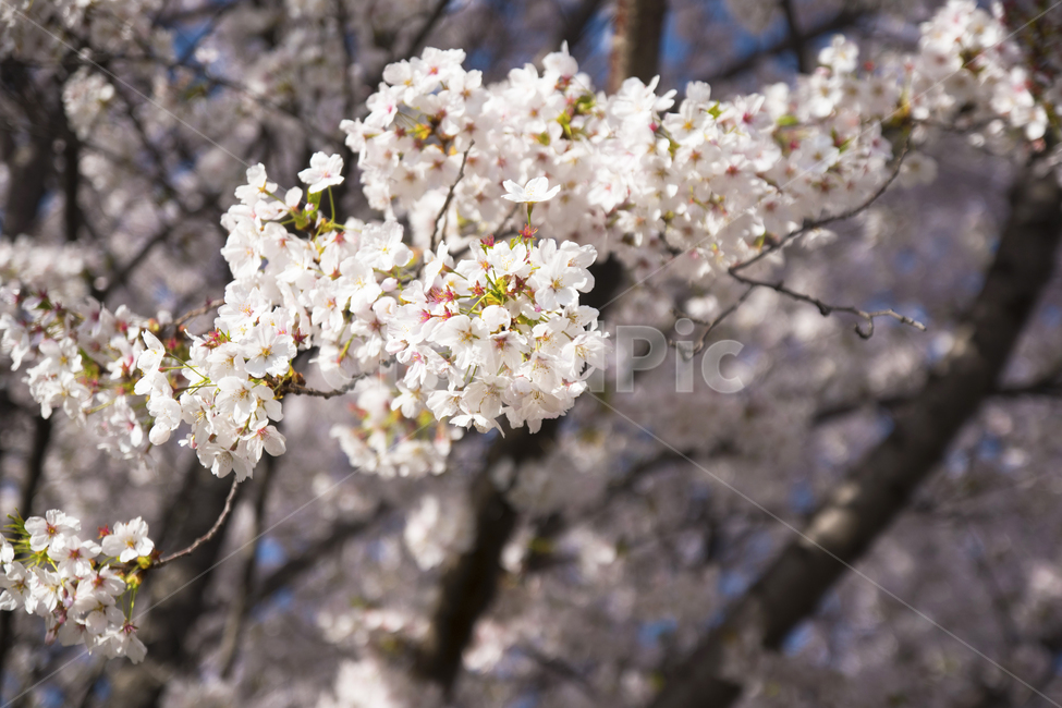 벚꽃,꽃,봄,하늘,계절,봄,계절,spring,season,식물,자연,plants,nature,꽃,flower,plant,blossom,cherry blossom