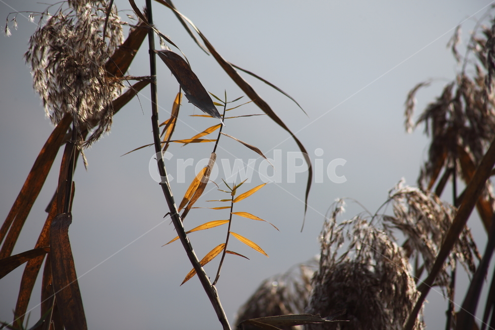 식물,풀,잡초,갈대,commonreed,가을,계절,fall,autumn,season,식물,자연,plants,nature,nest,둥지,bird nest,새 둥지