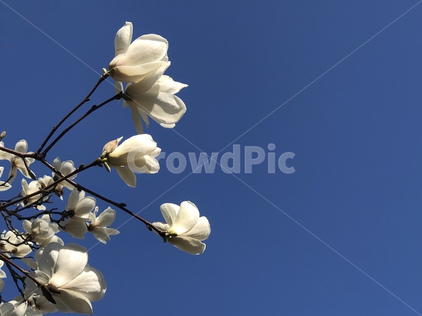 목련,꽃,하얀,배경,밑바탕,봄,spring,magnolia,bloom,tree,springtime,flower,식물,plant,background