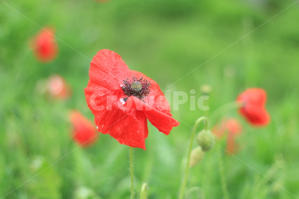여름,시작,양귀비,위안,꽃,식물,자연,plants,nature,꽃,flower