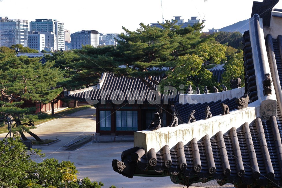 지붕,건축물,architecture,서울,궁궐,창덕궁,기와,roof,풍경,소나무,outdoors,한국전통,한국문화,korean traditional,korean culture,건축물,건물외관,exterior,building,structure,architecture,construction