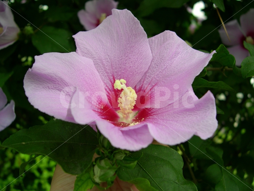 무궁화,국화,꽃,식물,무궁화꽃,flower,Mugunghwa,식물,자연,plants,nature,꽃,flower