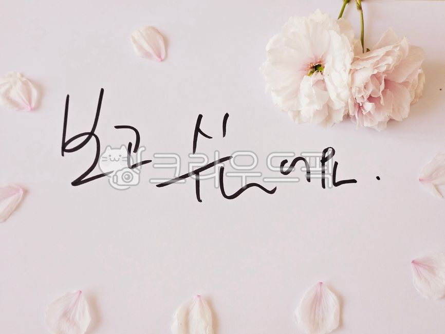 보고싶어요,가정의달,캘리그라피,캘리,손글씨,예쁜손글씨,자작손글씨,벚꽃,자작캘리그라피,글씨,펜글씨,텍스트,꽃잎,꽃