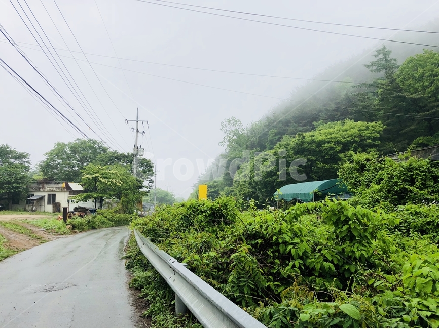 안개,자연,아침,숲,숲속,도로,nature,고요,자연,풍경,nature,landscape