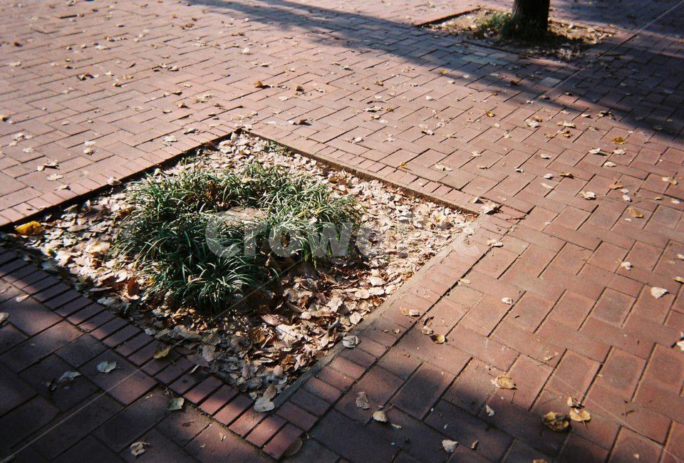 공원,야외,보도,바닥,그림자,필름,식물,자연,plants,nature