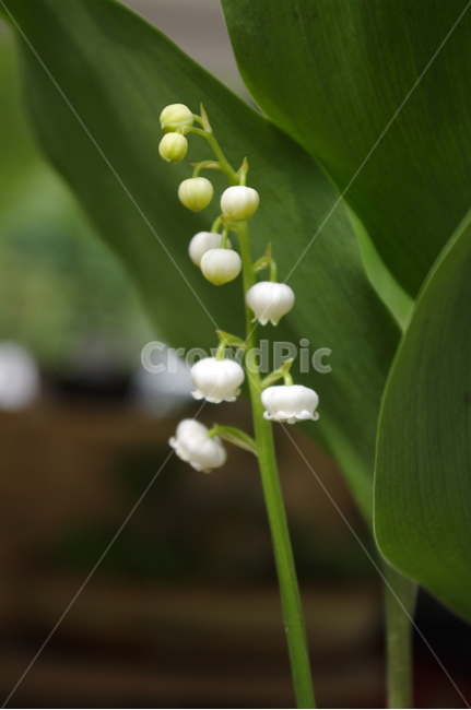 꽃,식물,flower,plant,은방울꽃,식물,자연,plants,nature,꽃,flower