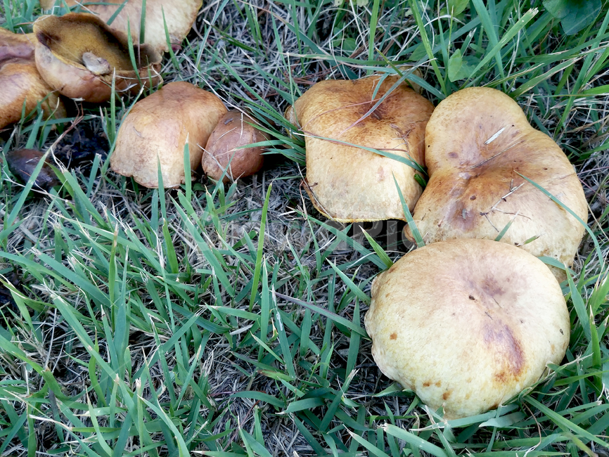 plant,식물,agaric,mushroom,버섯,잔디,머시룸,버섯,mushroom