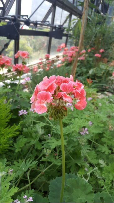 식물,꽃,flower,geranium,제라늄