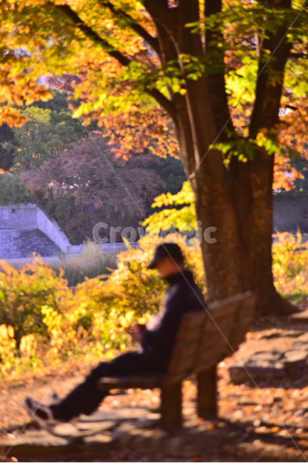 가을,가을배경,가을풍경,벤치,나무의자,공원,의자,고독,외로움,소외,쓸쓸함,시즌,계절,사람,대화,응시,바라봄,빈자리,생각,사색,고민,감정,늦은오후,아웃포커스,가을분위기,힐링,휴식,쉼터,여유,낭만,1명,남자,park,man,bench,autumn,fall,background,silhouette,실루엣,season,colorful,칼라풀,컬러풀,healing,공원벤치,loneliness,solitude,lonely,solitary,lonesome,alone,폰중독,alonelyman,asolitaryman,가을,계절,fall,autumn,season,tree,나무,plant,식물