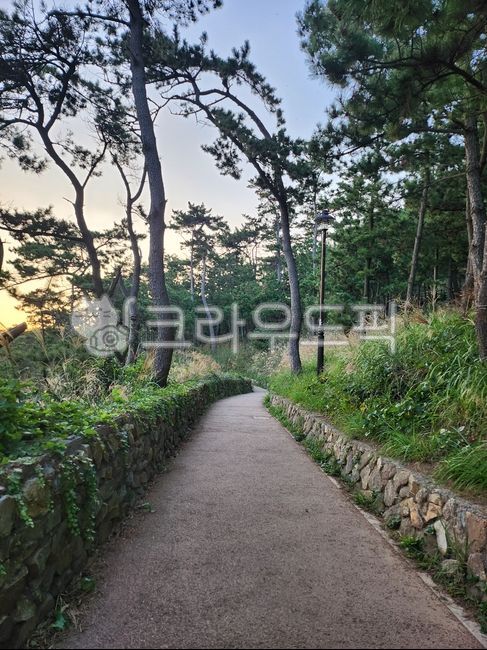 숲속길,자연,숲길,나무,walkway