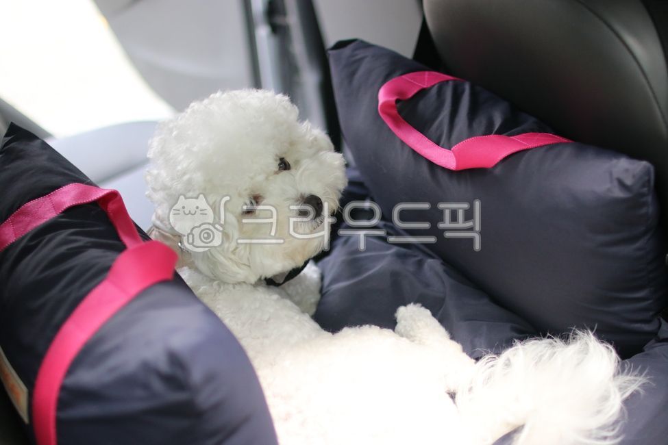 car seat,pet car seat,white dog,white puppy,dog car seat,puppy,Munk seat,Bichon Frize,Bichon,dog