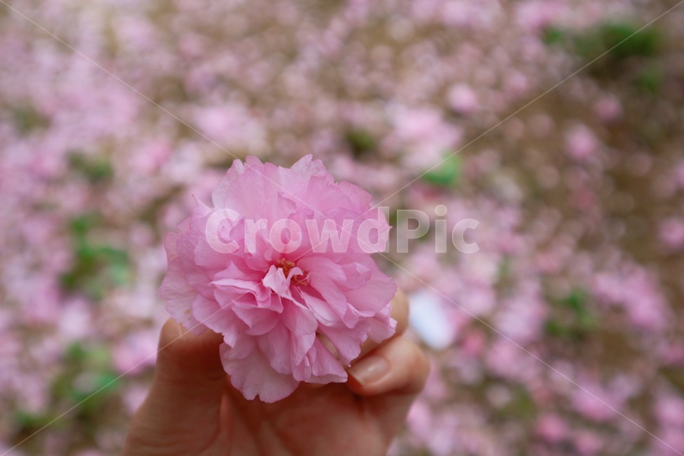 겹벚꽃,꽃,분홍,손,봄,nature,flower,자연,경치,감성,색감,접사,꽃송이