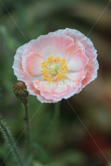 꽃,양귀비,양귀비꽃,포피,개양귀비꽃,식물,자연,plants,nature,꽃,flower