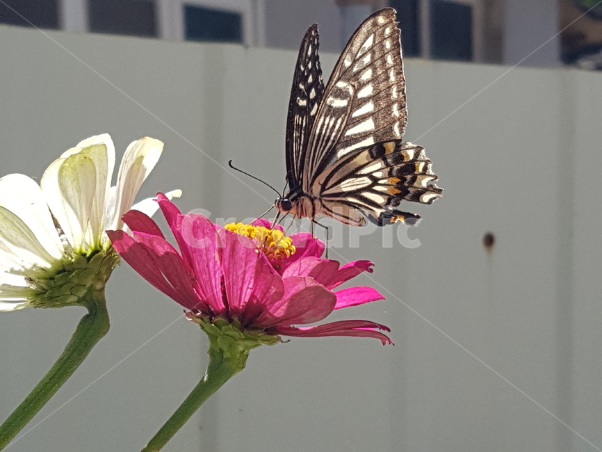 나비,insect,butterfly,animal,plant,꽃,곤충,벌레,insect,bug