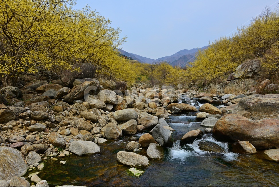 전남,구례,산동,산수유마을,산동산수유마을,산수유,산수유꽃,봄꽃,봄,계절,노랑꽃,nature,자연,outdoors,옥외,물,물흐름,자연,풍경,nature,landscape