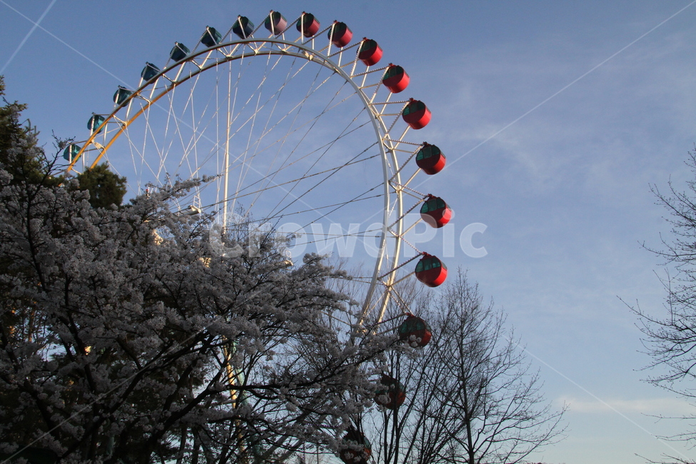 놀이동산,벚꽃,관람차,에버랜드,하늘,놀이공원,놀이동산,놀이터,amusement park,playground