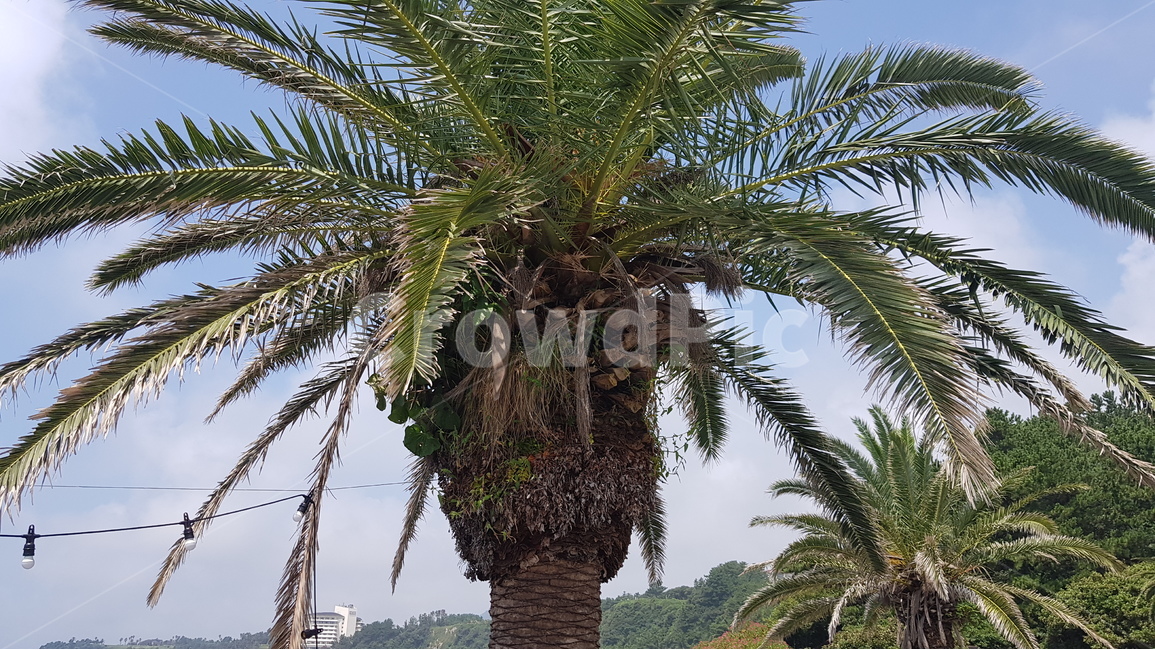 제주도,제주,해변,풍경,경치,식물,자연,plants,nature,나무,trees,wood