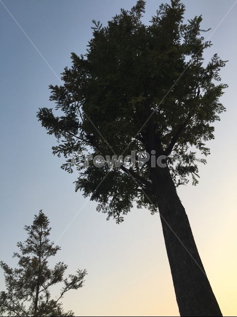 나무,배경,감성,하늘,tree,식물,식물,자연,plants,nature,나무,trees,wood