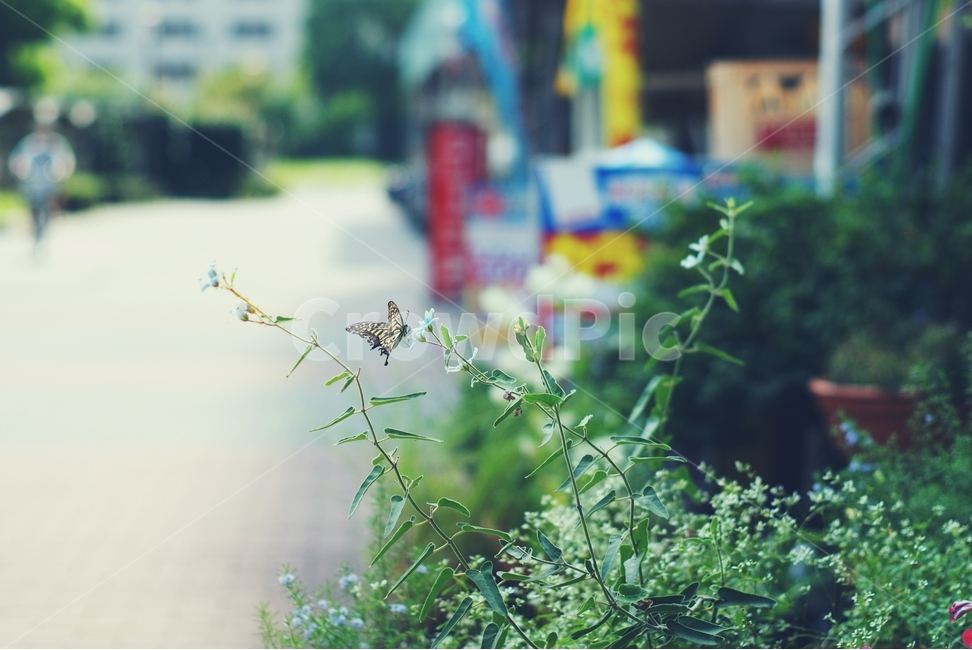 나비,꽃,호랑나비,butterfly,flower,동네,마을,타운,town,식물,자연,plants,nature,동물,animal,곤충,벌레,insect,bug,감성,sensible,feeling