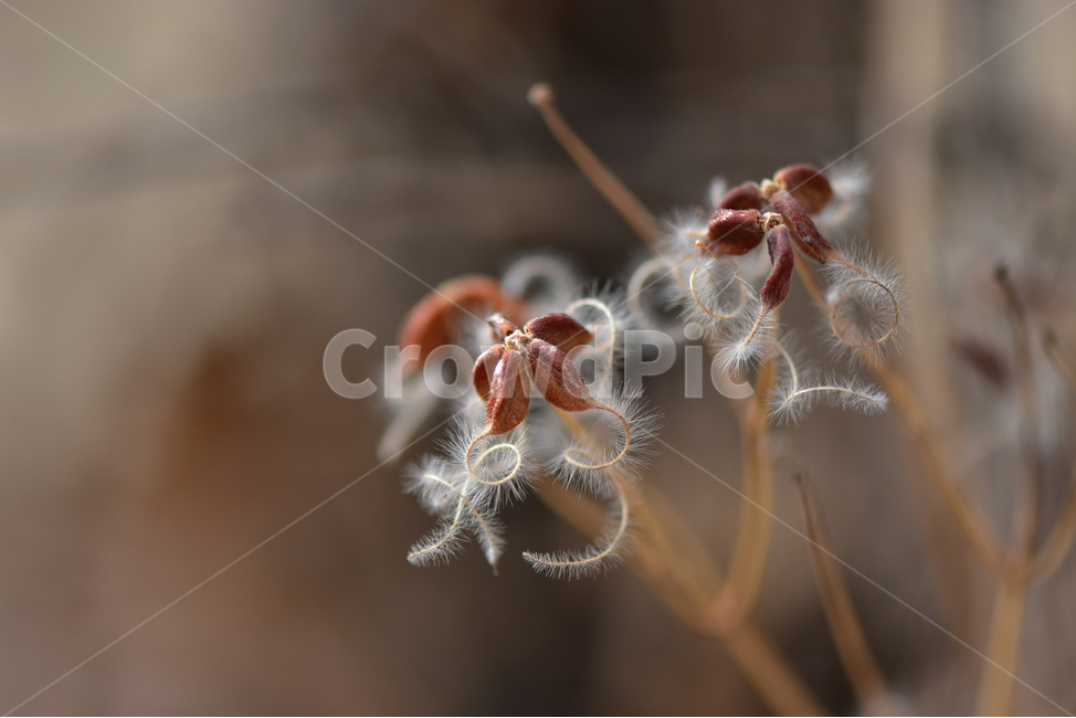 참으아리,열매,사진,식물,결실,씨앗,도감,plant,tree,nature,자연,생태,겨울,계절,나무,목본,학습,자료,study,덩굴,으아리속,겨울,계절,winter,season,식물,자연,plants,nature