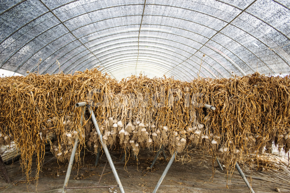 비닐하우스,마늘,씨마늘,농사,마늘농사,산업,industry,industrial,농업,농사,agriculture,farming,farming industry