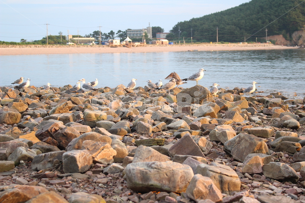 갈매기,바다,석양,새,동물