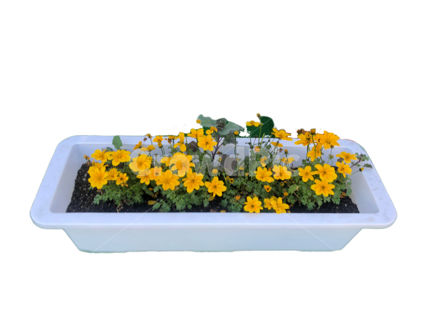 누끼,꽃,화분,봄,노란꽃,하얀화분,png,pot,grow,fresh,plant,flowerpot,flower,bright,yellow,spring,blossom,background,removed