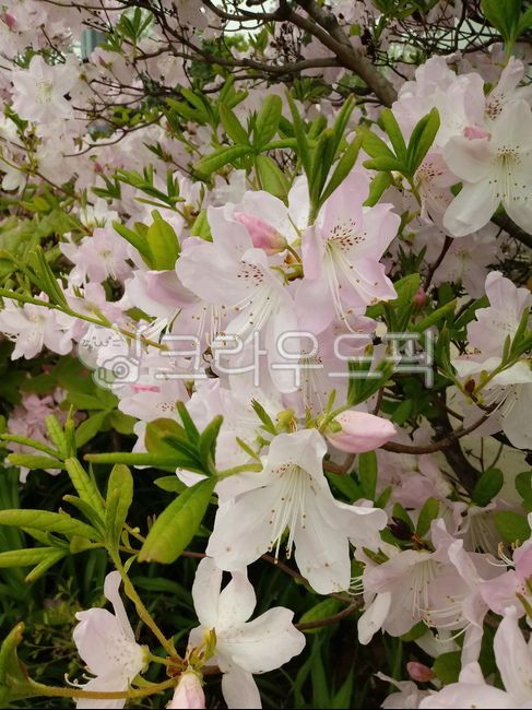 spring flowers,royalazalea,blossom,azalea flower,deciduous shrub,azalea,Rhododendron,flower