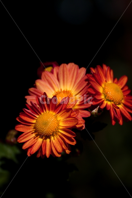 국화,가을,가을국화,꽃,국화꽃