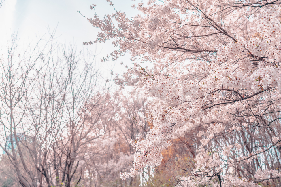 벚꽃,봄,분홍색,하늘색,클로즈업,분위기,빈티지,감성,봄,계절,spring,season,자연,풍경,nature,landscape,plant,식물,flower,꽃,blossom
