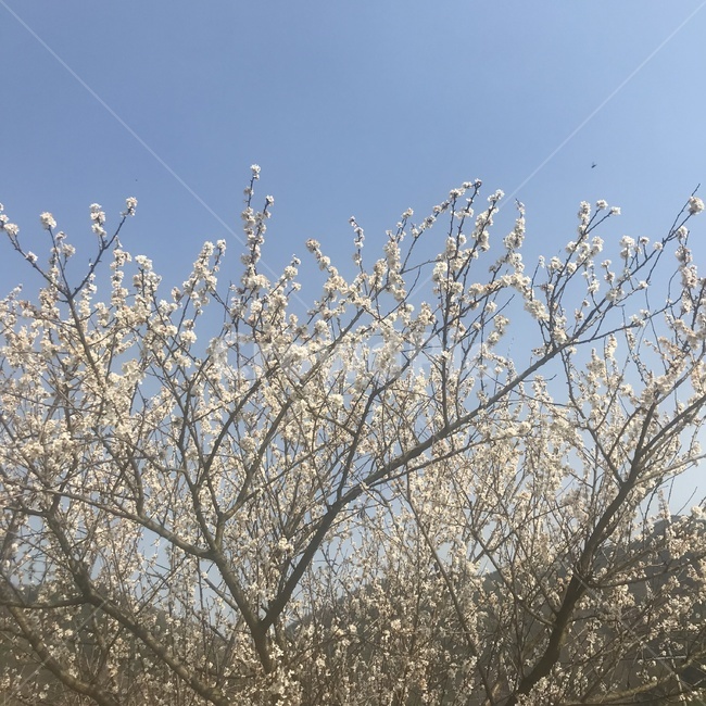자연,봄,꽃,하늘,나무
