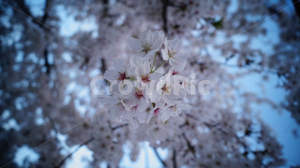 벚꽃,하늘,나뭇가지,포커스,봄,필름느낌,봄,계절,spring,season,식물,자연,plants,nature,꽃,flower,나무,trees,wood,plant,blossom