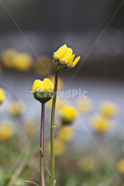 꽃,봄꽃,인천대공원,계절,자연,식물,자연,풍경,nature,landscape,식물,plants,꽃,flower,plant