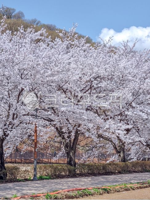 cherry blossom tree,spring,sky,Cherry Blossom,color,tree,season,flower
