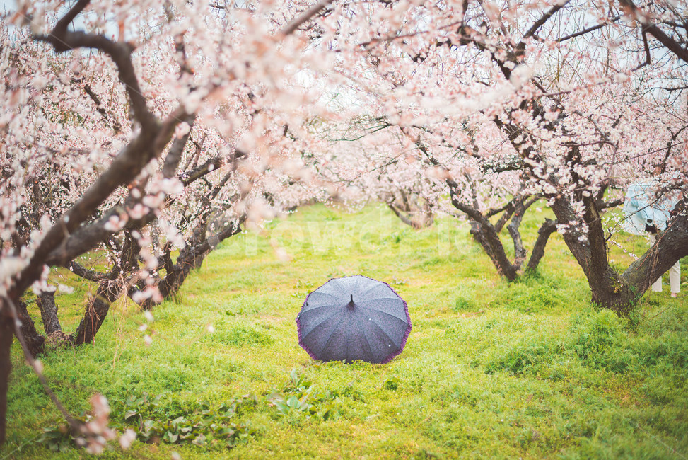 매화나무,매화꽃,우산,비오는날,꽃,봄,계절,spring,season,자연,풍경,nature,landscape,감성,sensible,feeling,비,비오는날,rain,rainy,plant,식물