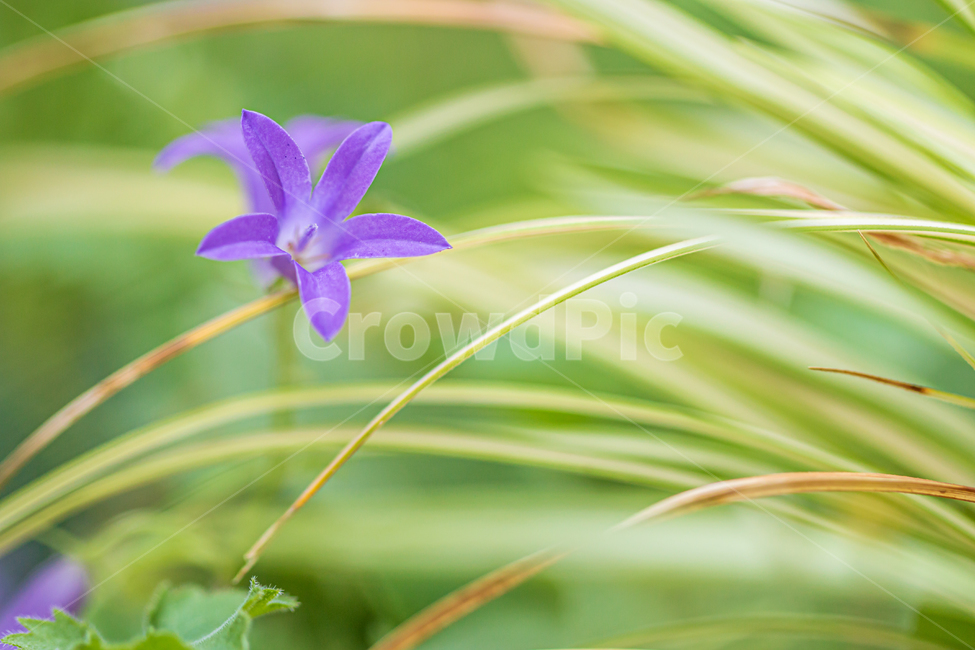 blossom,꽃,flower,plant,식물,바탕화면,자연,초록,green,nature,flowergarden,garden,식물,자연,plants,nature,꽃,flower