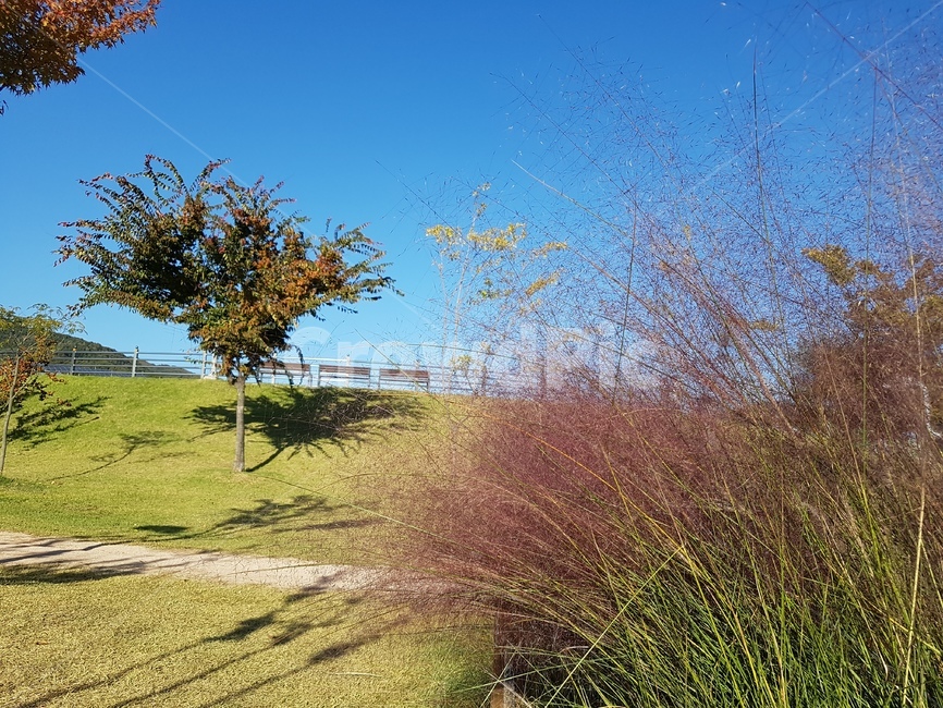 핑크뮬리,하늘,잔디,핑크색,가을,자연,풍경,nature,landscape