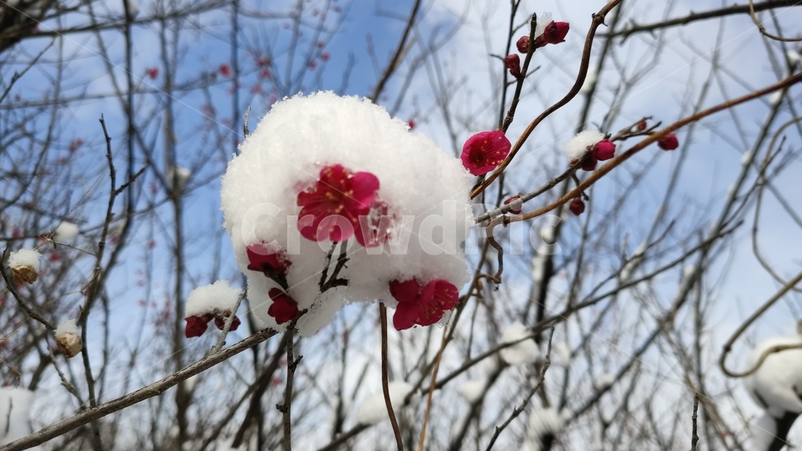 홍매화,매화,매화꽃,붉은매화꽃,홍매,자장매,설중매,plant,식물,flower,blossom,꽃,식물,자연,plants,nature,꽃,flower