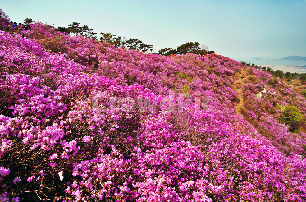 진달래,축제,고려산,강화도,군락지,자연,풍경,nature,landscape,한국자연풍경,한국자연경관,korea nature landscape,사람들,대중,군중,other people,crowd,plant,식물
