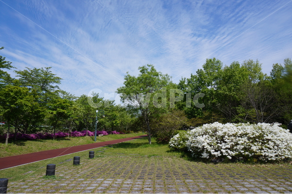 봄,상림공원,나무,초록,하늘,시원시원,상쾌,산책,자연,풍경,nature,landscape,plant,식물,grass,잔디,walkway,보도,path,통로