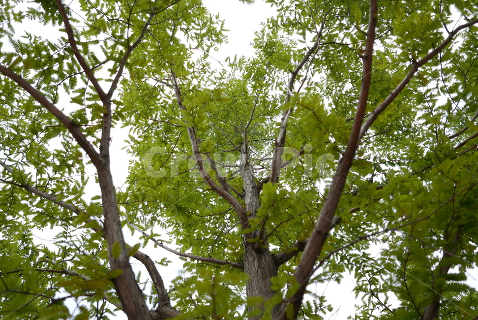 배경,풍경,하늘,자연,나무,야외,공원,나뭇가지,환경,숲,나뭇잎,nature,park,tree