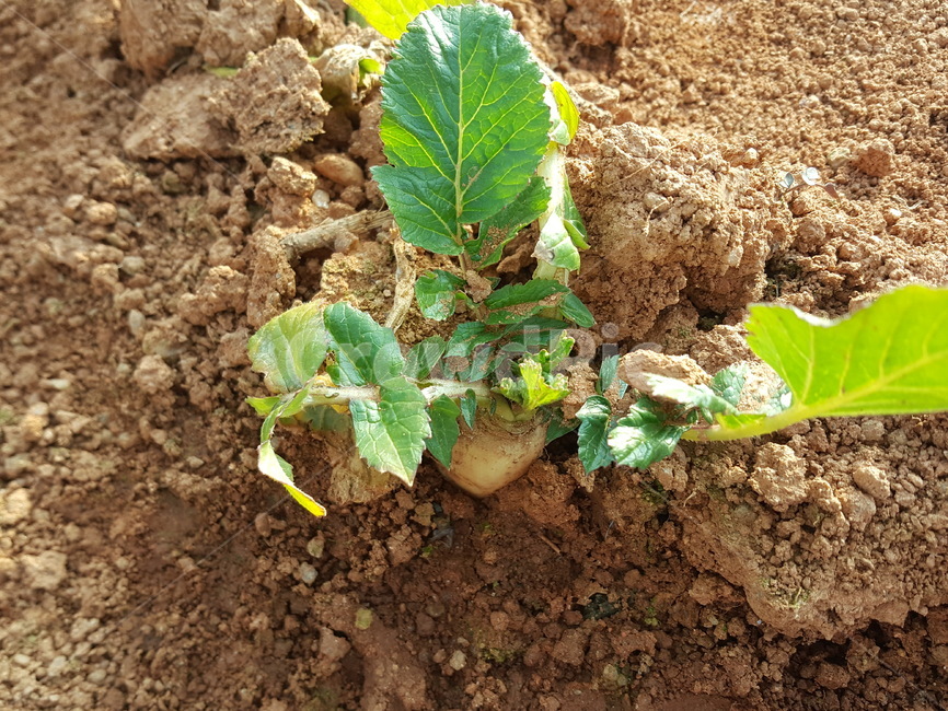 알타리,무,밭,싹,봄,시골,씨앗,총각김치,식물,자연,plants,nature