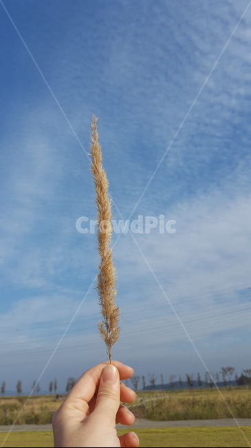 가을,하늘,들판,구름,풀,건초,파란하늘,fall,autumn,field,plain,grass,hay,foxtail,강아지풀