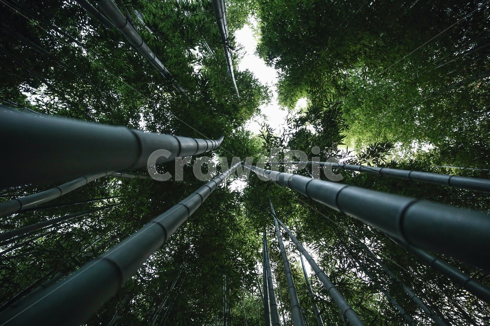 대나무,대나무숲,숲,나무,plant,식물,자연,plants,nature,나무,trees,wood