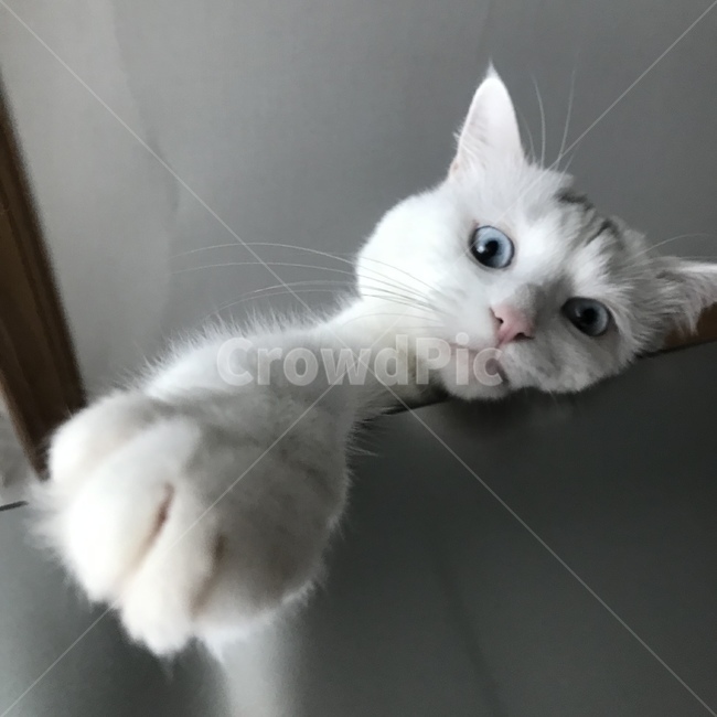 고양이,애완동물,반려묘,교양이표정,고양이발,동물,animal,포유류,mammal,고양이,cat,kitten,kitty