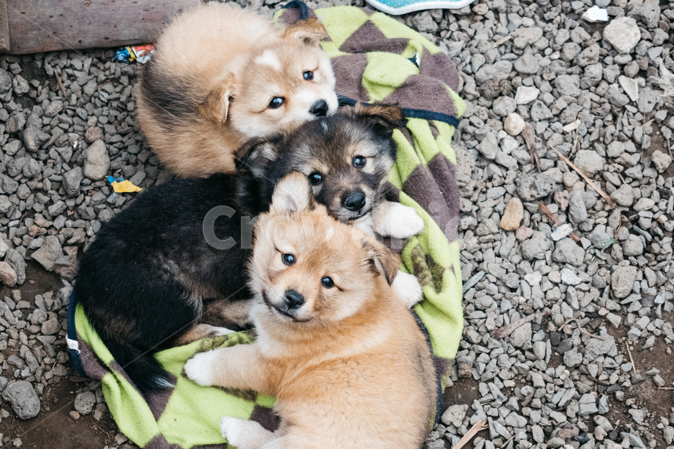 멍멍이,강아지,댕댕이,dog,똥개,귀여운,동물,아기강아지,개,동물,animal,포유류,mammal,개,강아지,dog,doggy